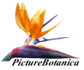 www.picturebotanica.de